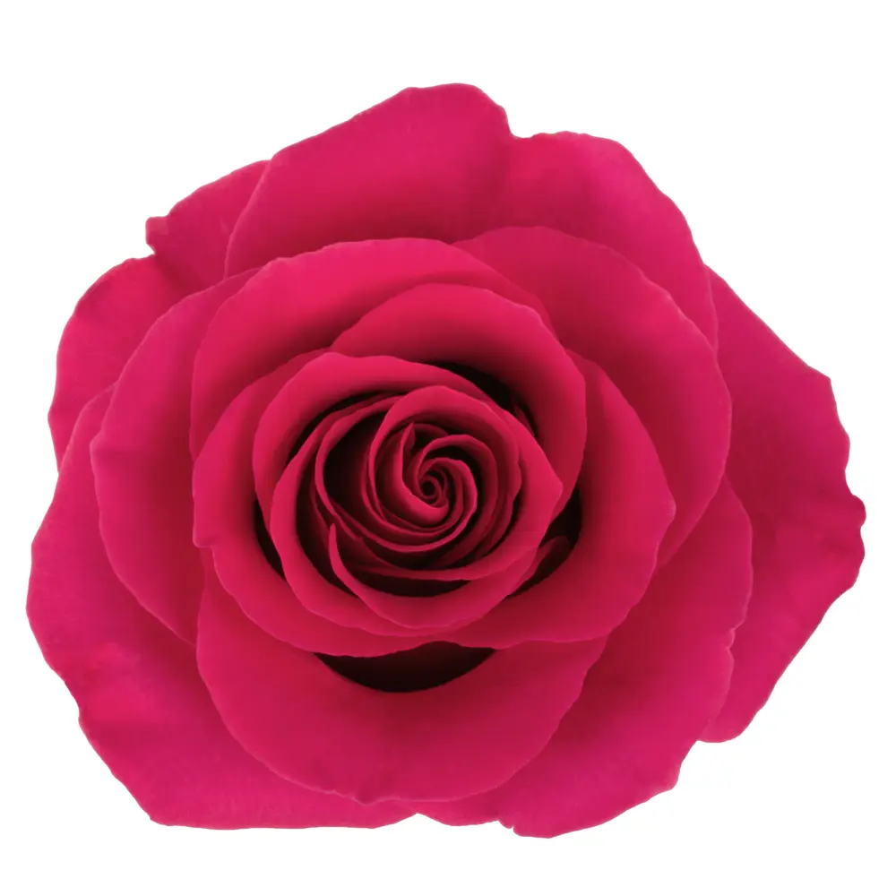 40cm Roses Hot Pink Tina