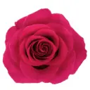 40cm Roses Hot Pink Tina
