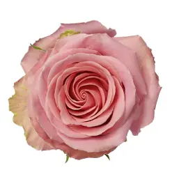 V26 50cm Rose Geraldine 