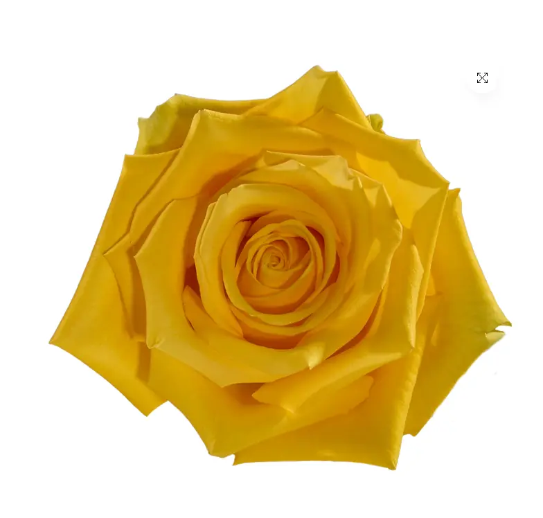 V26 40cm Roses Yellow Light House 