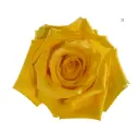 V26 40cm Roses Yellow Light House 