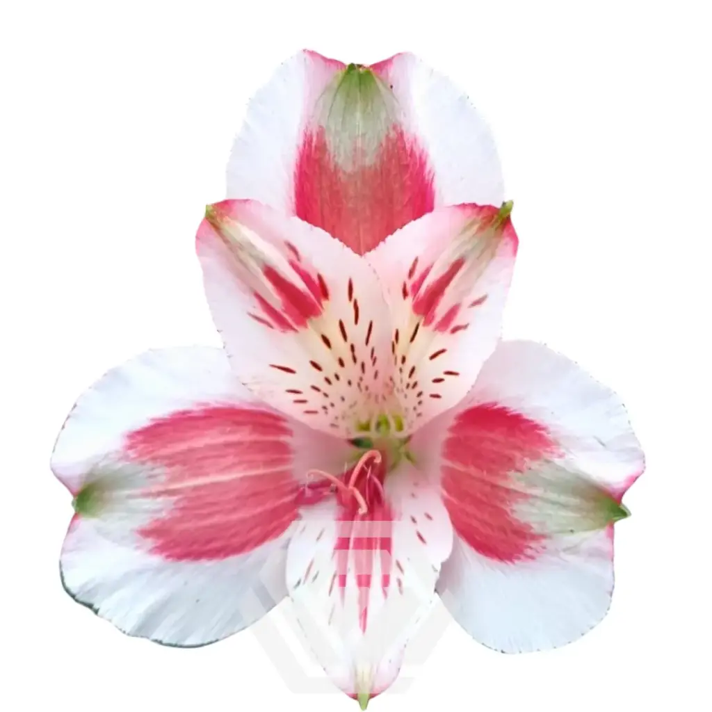 (C) V26 70CM Alstromeria Bi Color Pink/White Pierrot 