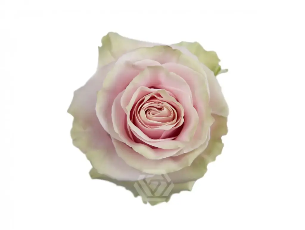 V26 50cm Roses Light Pink Mondial 