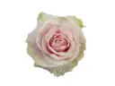 V26 50cm Roses Light Pink Mondial 
