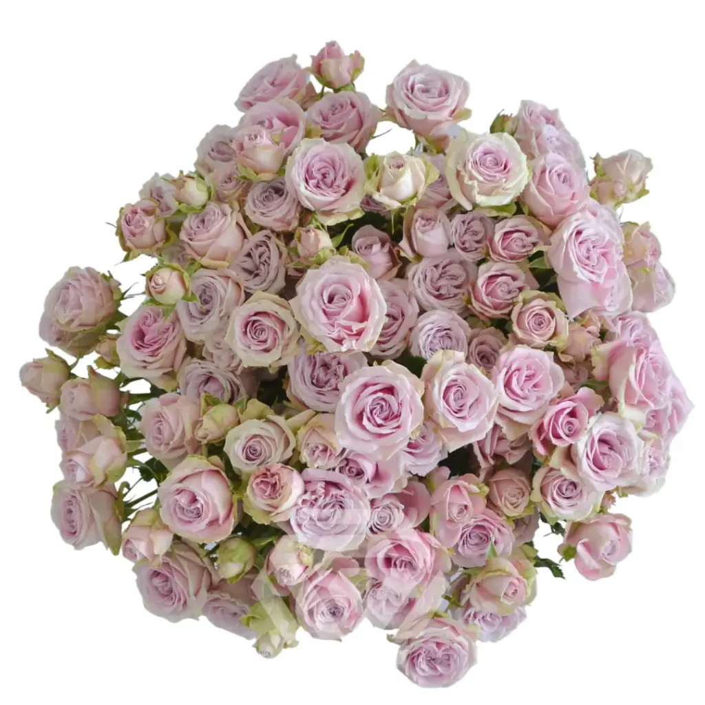 V26 60CM Spray Roses Baby Pink Portrait 