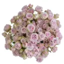 V26 60CM Spray Roses Baby Pink Portrait 