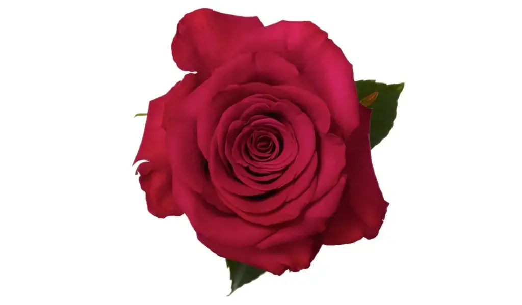 V26 40cm Rose Pink Roseberry 