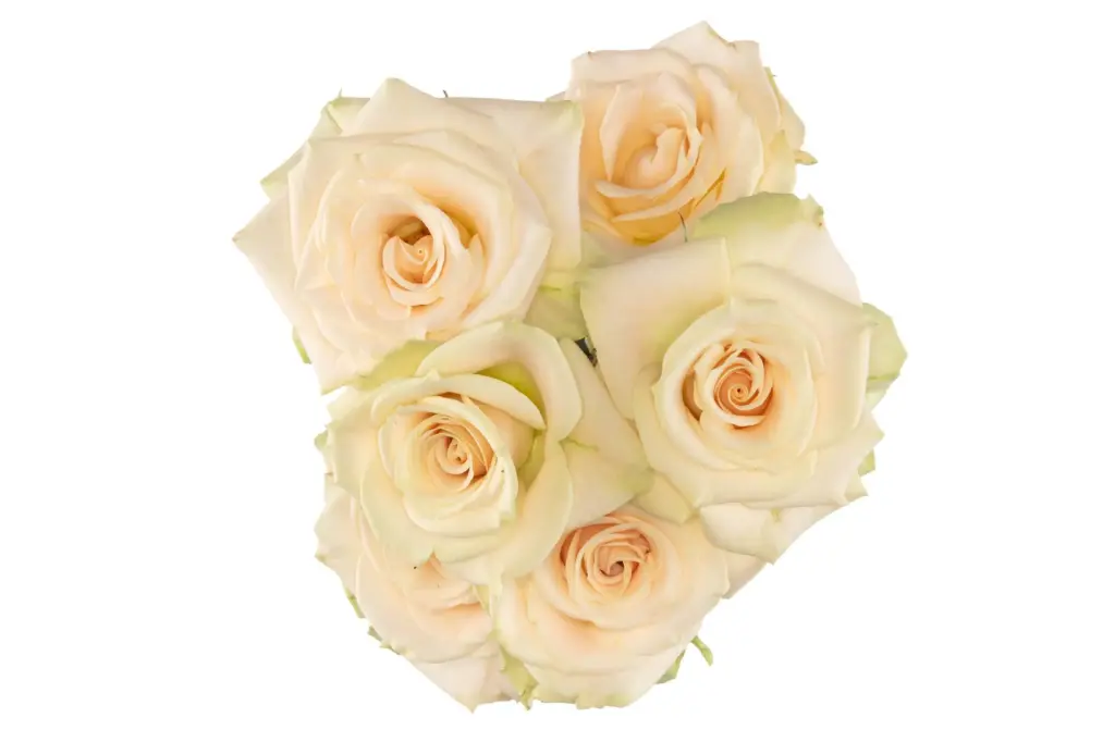M26 50cm Spray Roses Peach Creta