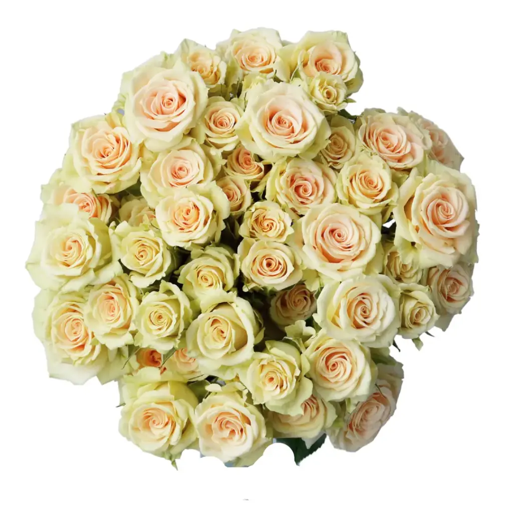 V26 60CM Spray Roses Peach Creta