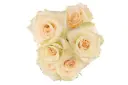 M26 50cm Spray Roses Peach Creta
