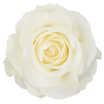 V26 40cm Roses White Tibet 