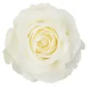 V26 40cm Roses White Tibet 