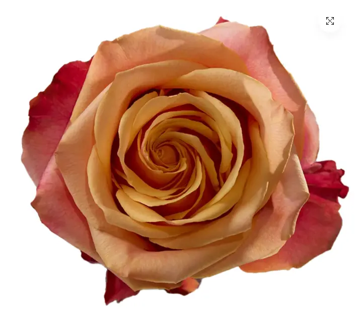 V26 40cm Roses Cherry Brandy 