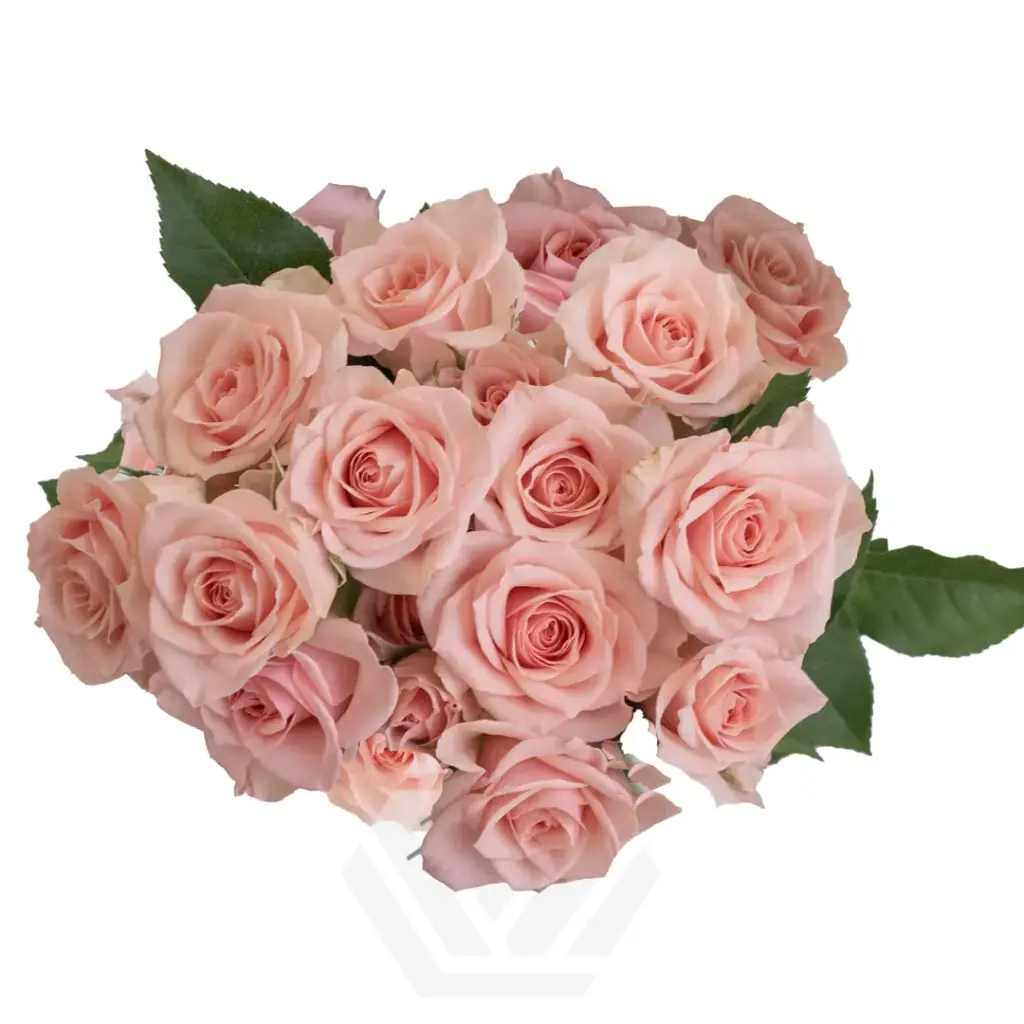 M26 40CM Spray Roses Blush Pink Elba 