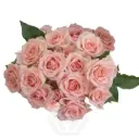 V26 40CM Spray Roses Blush Pink Elba 