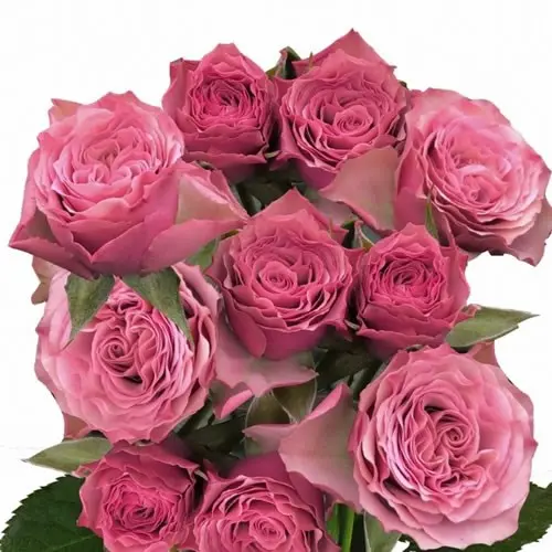 M26 50cm Spray Roses Lilac Toned Vintage Rosever 