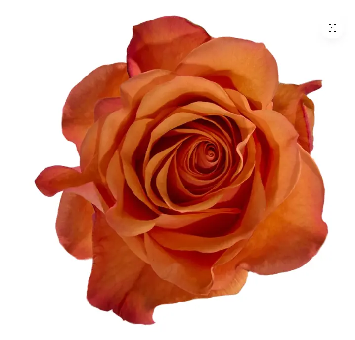 V26 40cm Roses Orange Joy 