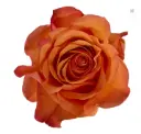 V26 40cm Roses Orange Joy 