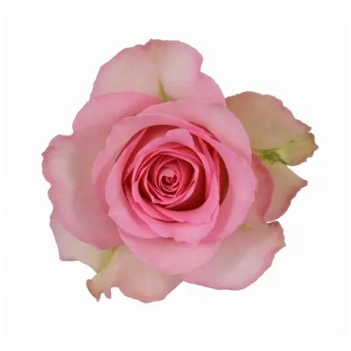 V26 40cm Roses Pink Sweet Unique 