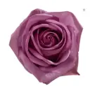 V26 50cm Roses Lavender Cool Water 