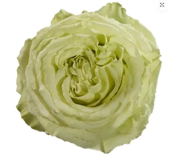 V26 50cm Roses Green Limonada 
