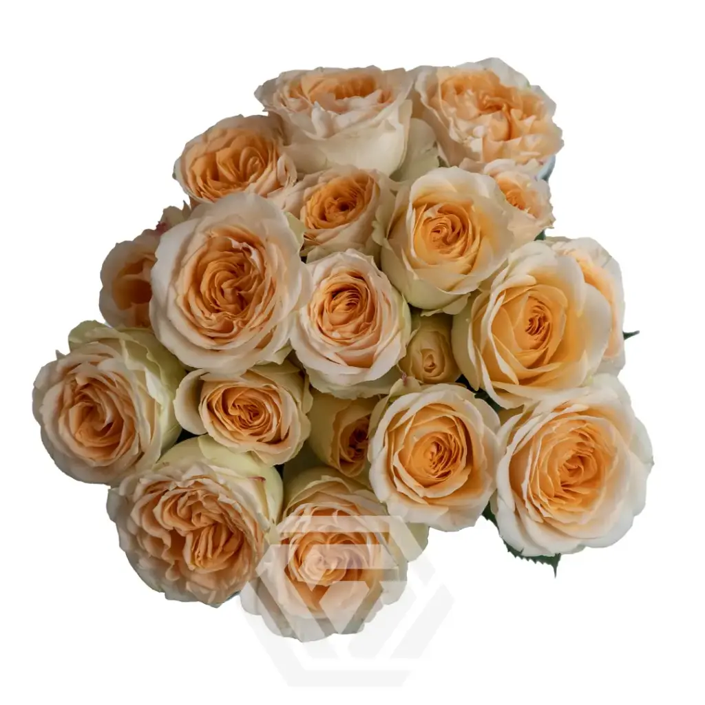 V26 50CM Spray Roses Bright Peach Wild Dune