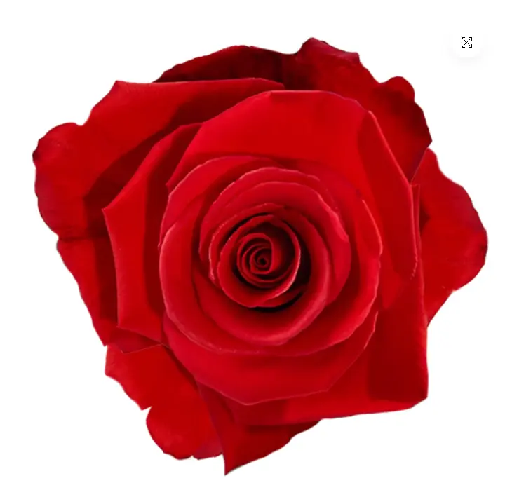 V26 50cm Roses Orange Nina 