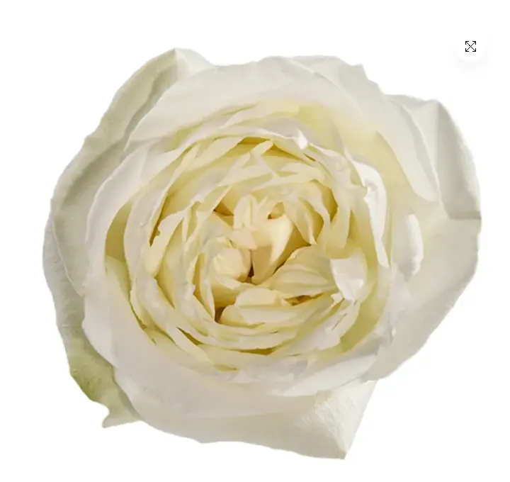 V26 40cm Roses White Polo 