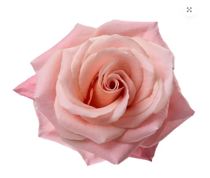 (C) V26 50cm Roses Pink Miss Piggy 