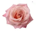 (C) V26 50cm Roses Pink Miss Piggy 