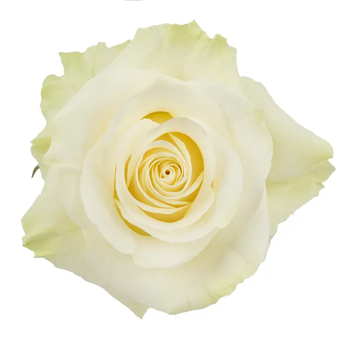 (A) V26 60cm Roses White Mondial