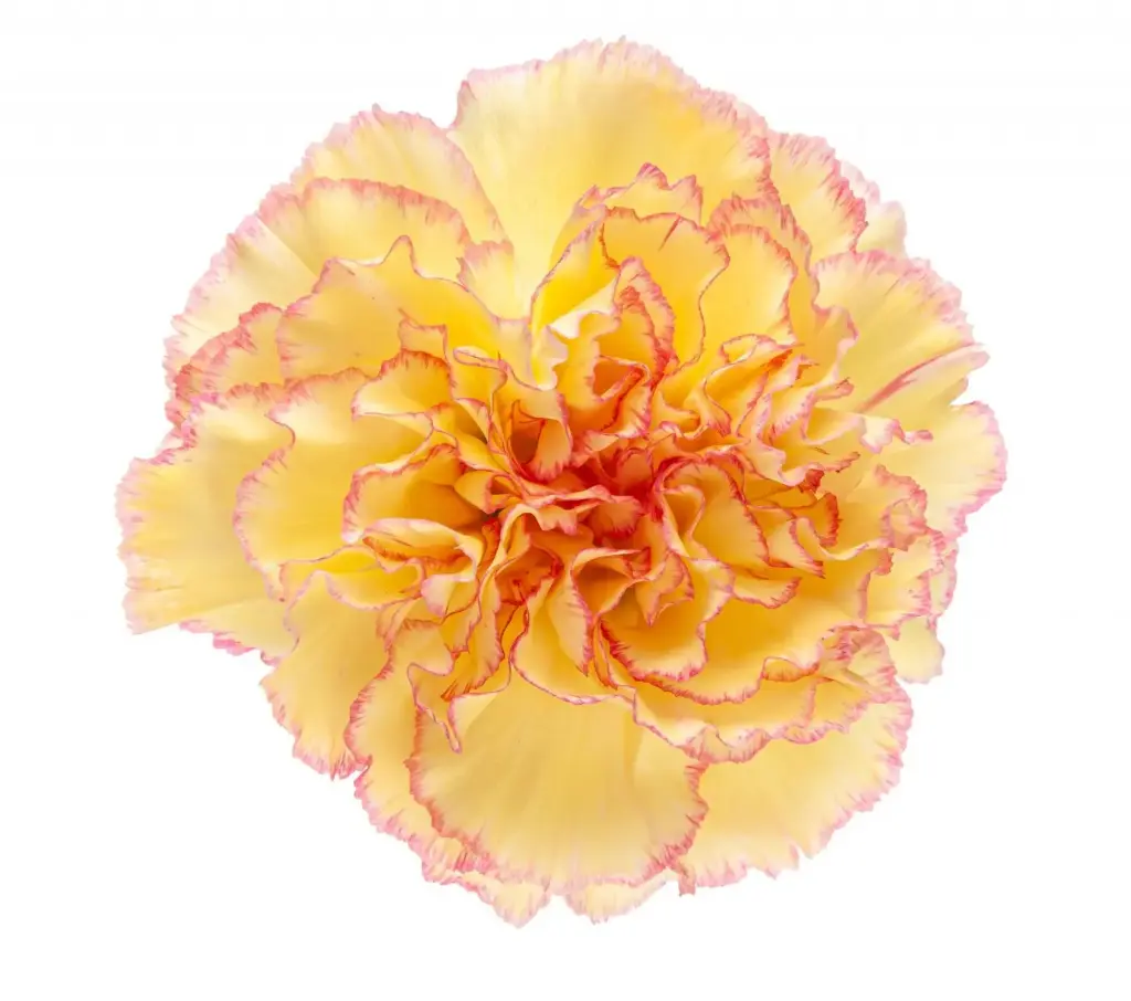 M26 Lg Carnations Yellow/Pink Komachi Fiesta 