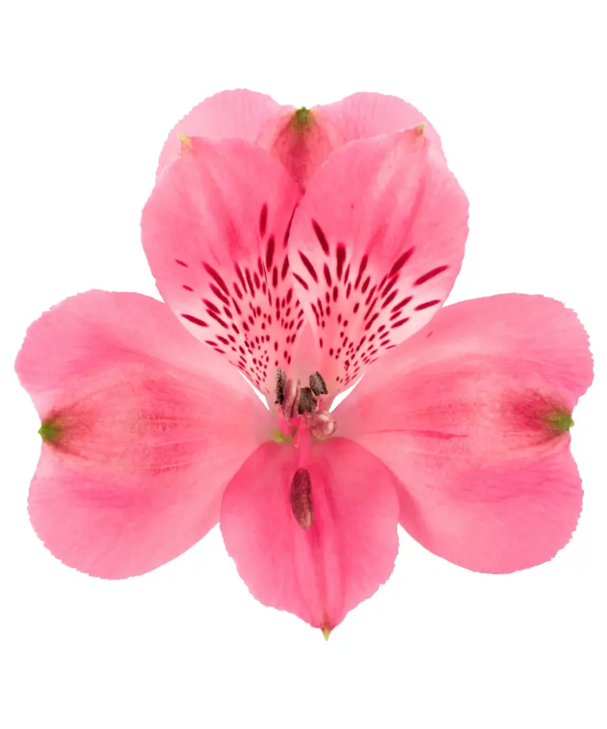 80cm Alstroemerias Bright Pink 