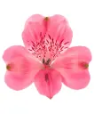 80cm Alstroemerias Bright Pink 