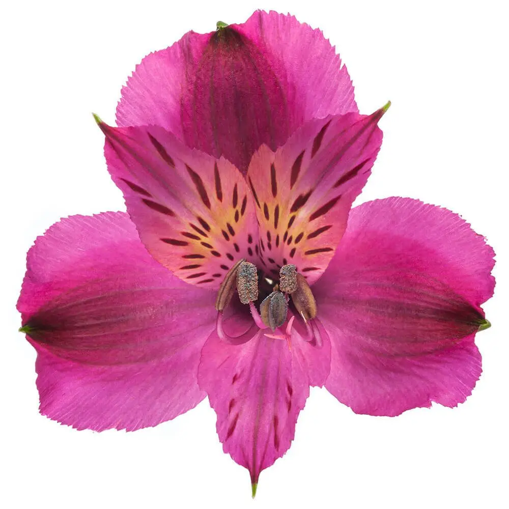 Alstroemerias Purple 