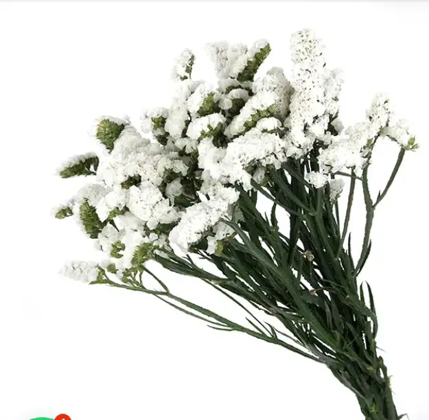 Statice White 