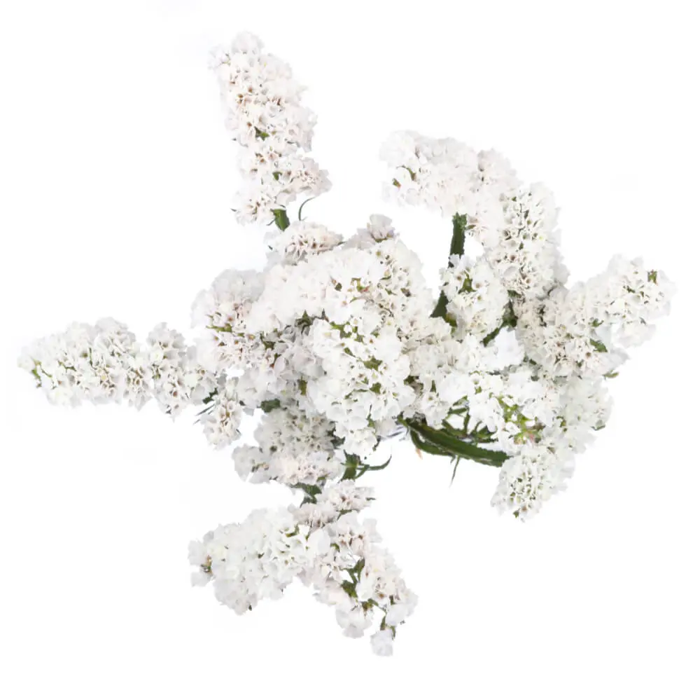 Statice White 