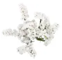 Statice White 