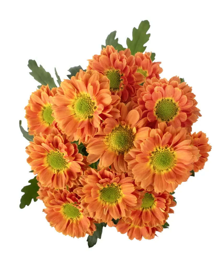 Micropom Bronze Resees (10st)