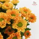 Micro Pompon Peach Rossi