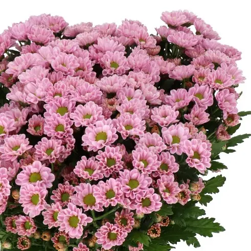 Micro Pompon Pink Rossi 