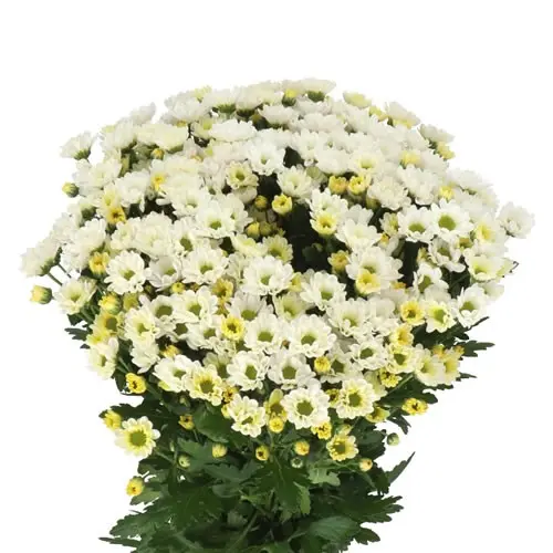 Micro Pompon White Rossi  