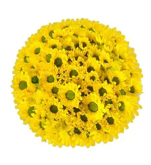 Micro Pompon Yellow Rossi   