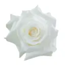 40cm Roses White Akito
