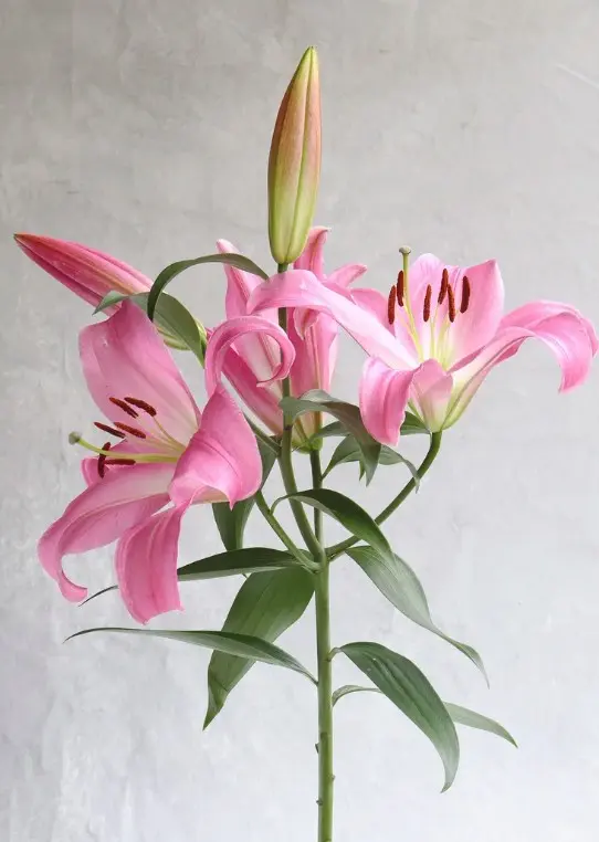 Oriental Lilies Pink Oriental 