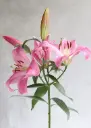Oriental Lilies Pink Oriental 
