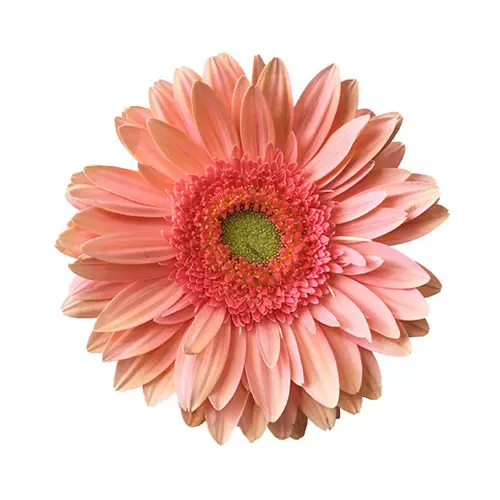 Gerbera Salmon (10ST)