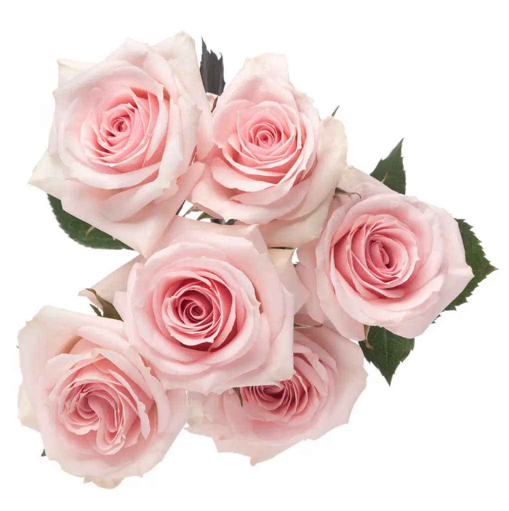 Spray Roses Light Pink StarBlush