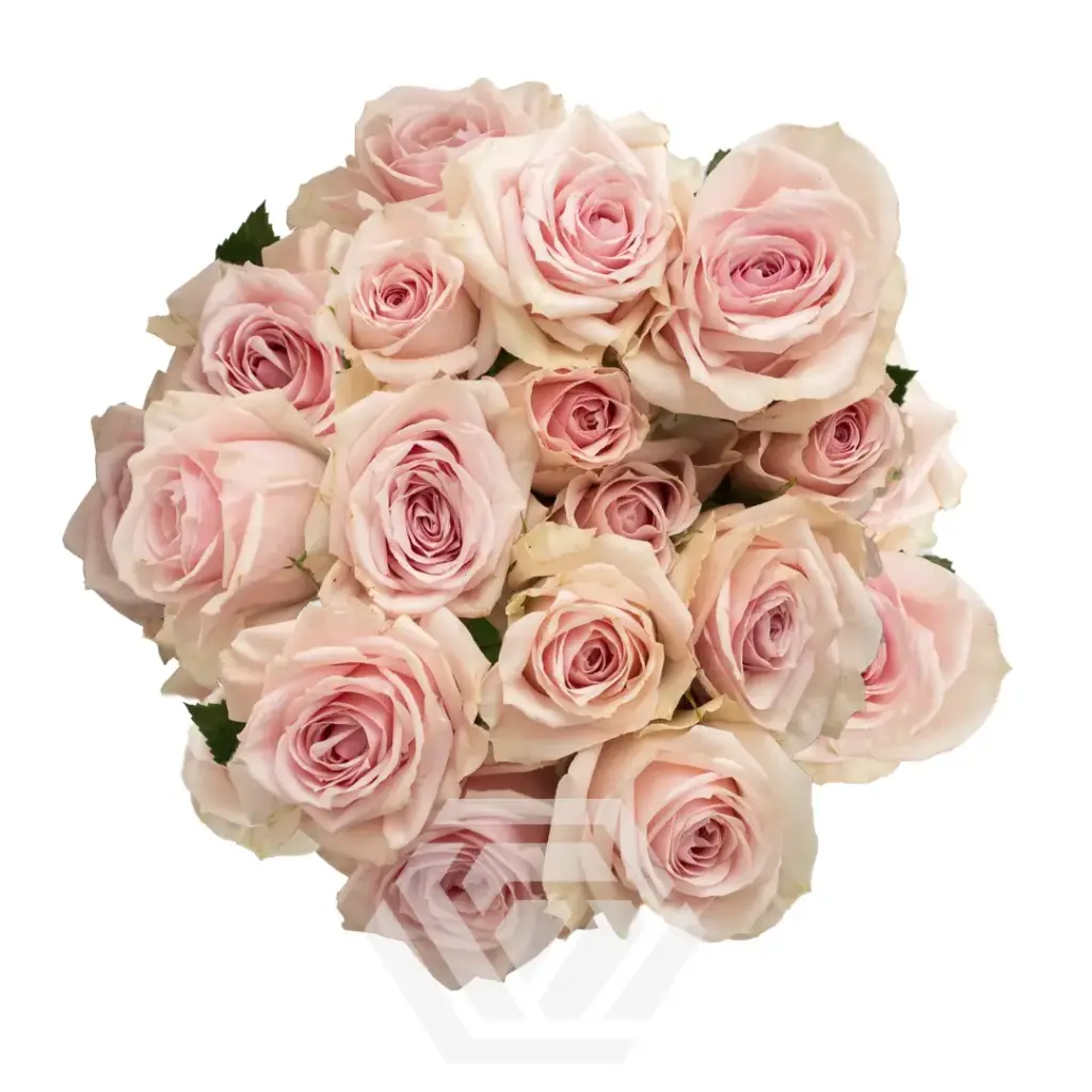 Spray Roses Light Pink StarBlush
