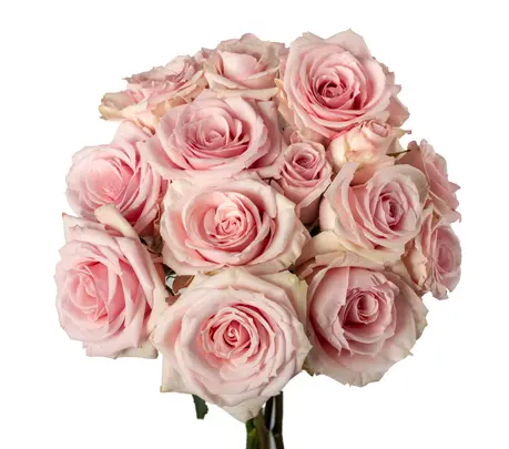 Spray Roses Light Pink StarBlush